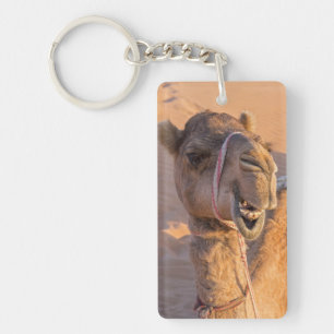 Chameau avec une expression faciale drôle - Oman
