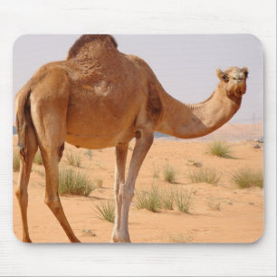 Chameau pour le tapis de souris d'Arabes