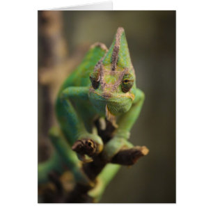 Chameleon