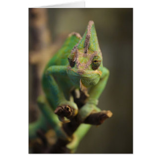 Chameleon