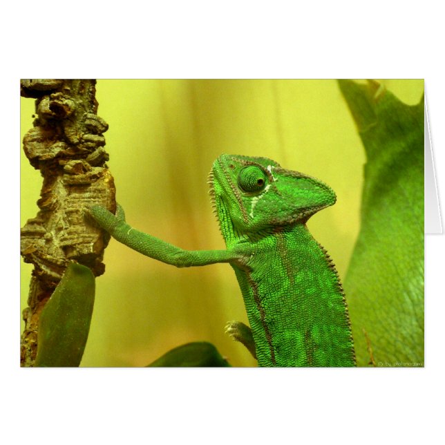 Chameleon (Front Horizontal)
