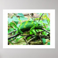 Chameleon animal