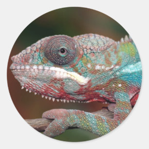 chameleon classic round sticker