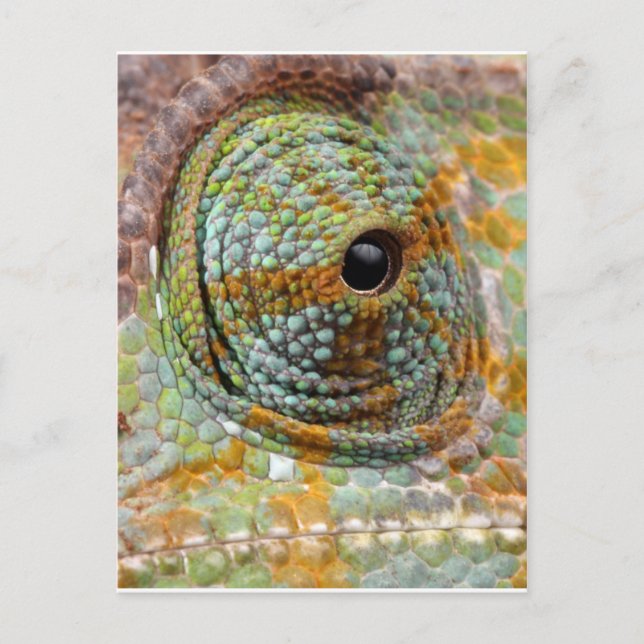 Chameleon Eye Mod Stylish Animal Postcard (Front)