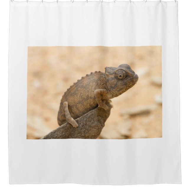 Chameleon in Namibia (Front)