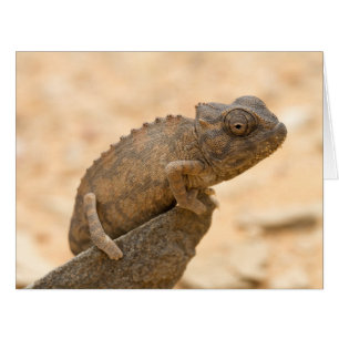 Chameleon in Namibia