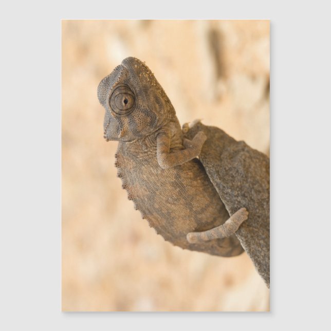 Chameleon in Namibia (Front)