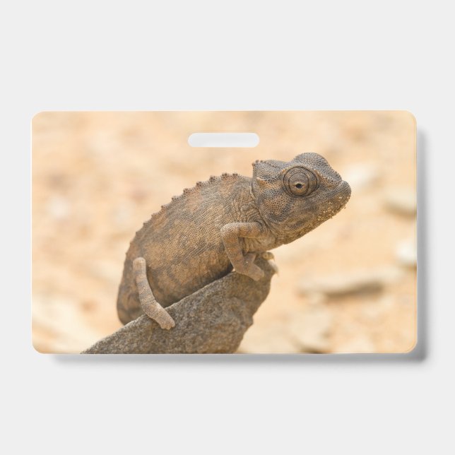 Chameleon in Namibia Badge (Front)