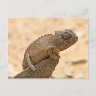 Chameleon in Namibia Postcard