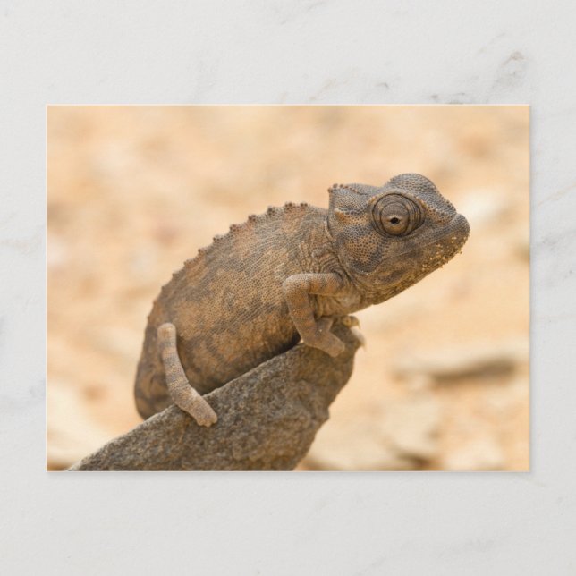 Chameleon in Namibia Postcard (Front)