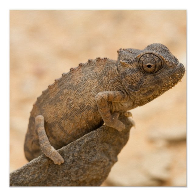 Chameleon in Namibia Poster (Front)