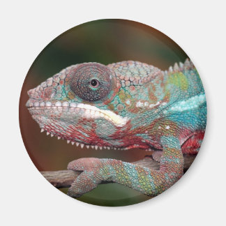 chameleon magnet