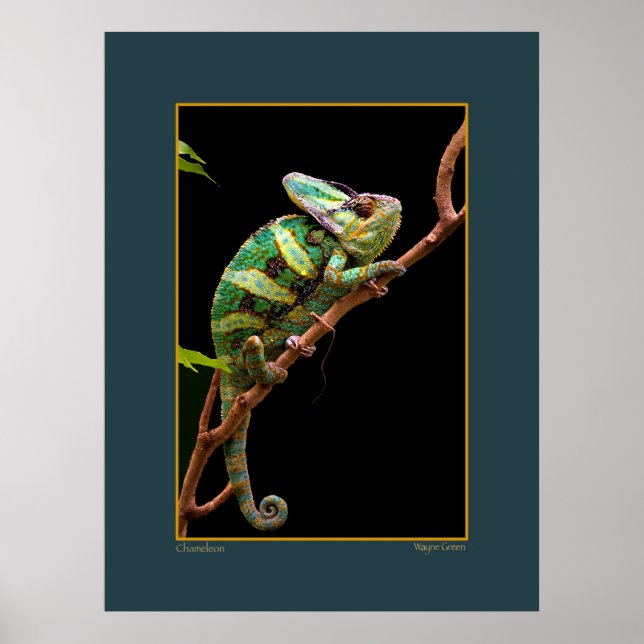 Chameleon on Branch Poster (Front)