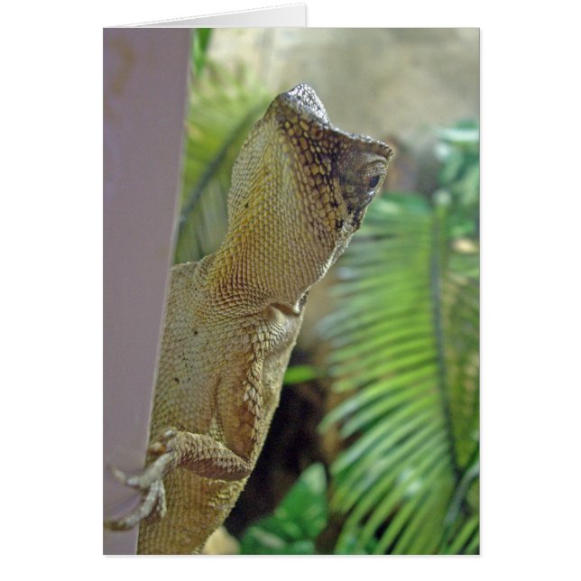 Chameleon peering - Card (Front)