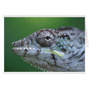 chameleon portrait