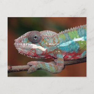 chameleon postcard