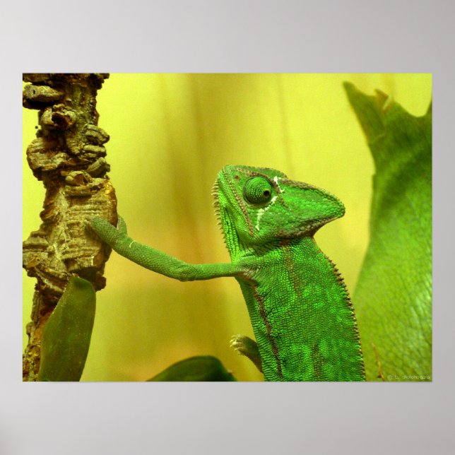 chameleon poster (Front)