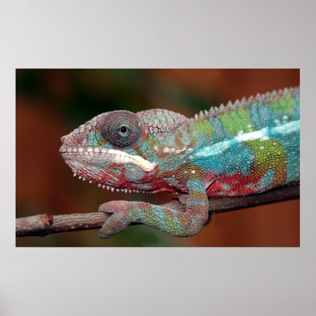 chameleon poster (Front)