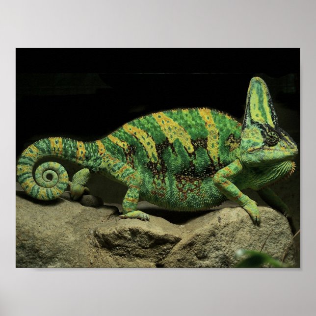 Chameleon Poster on Back (Front)