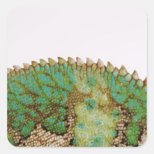 Chameleon skin change square sticker