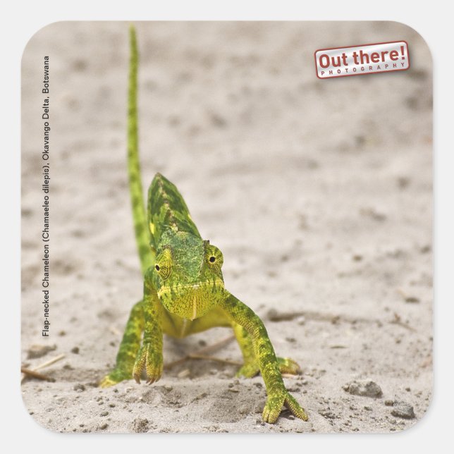Chameleon Square Sticker (Front)