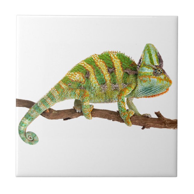 Chameleon Tile (Front)
