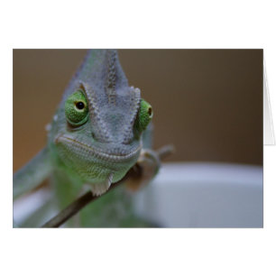 Chameleon voilé