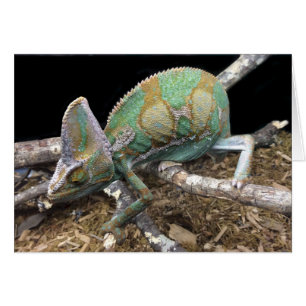 Chameleon voilé - La face finale