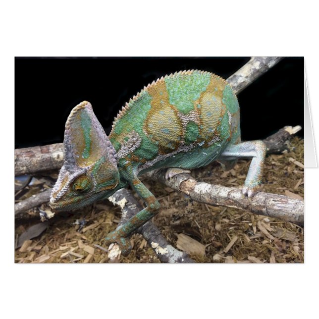 Chameleon voilé - La face finale (Devant horizontal)