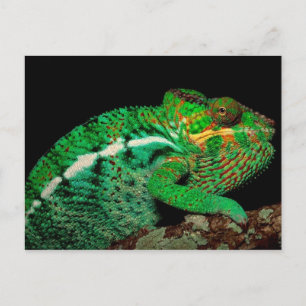 Chameleons Postcard