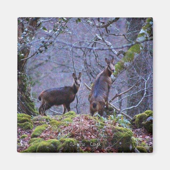 Chamois mom and calf magnet (Front)