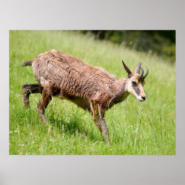 Chamois walking on grass postcard T-Shirt Coffee M Poster (Front)