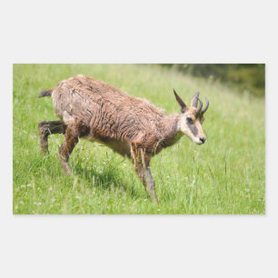 Chamois walking on grass postcard T-Shirt Coffee M Sticker