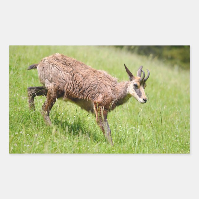 Chamois walking on grass postcard T-Shirt Coffee M Sticker (Front)