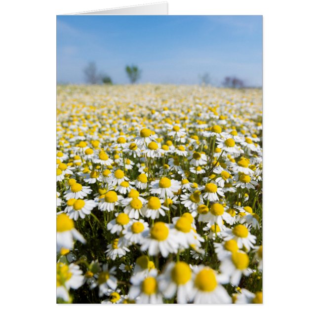 Chamomile Field, Hungary (Front)