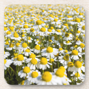 Chamomile Field, Hungary Coaster