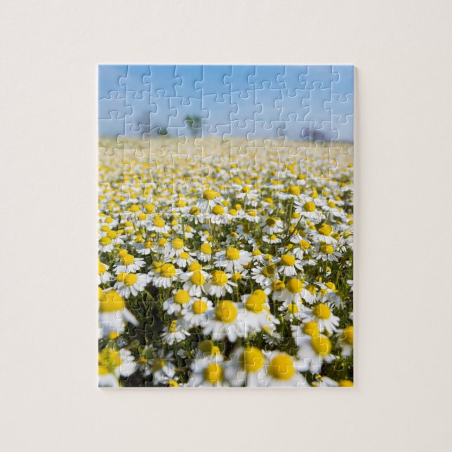 Chamomile Field, Hungary Jigsaw Puzzle (Vertical)