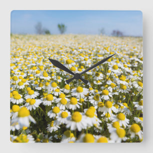 Chamomile Field, Hungary Square Wall Clock