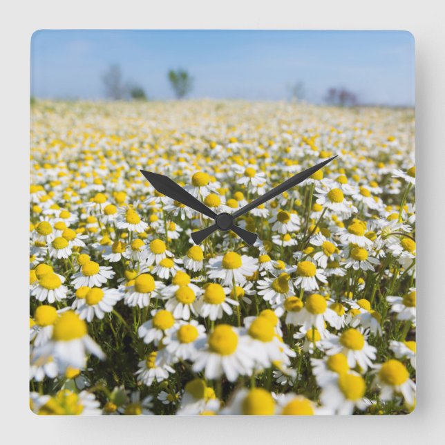Chamomile Field, Hungary Square Wall Clock (Front)