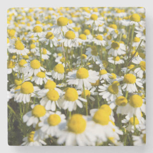 Chamomile Field, Hungary Stone Coaster