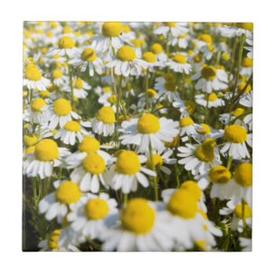 Chamomile Field, Hungary Tile