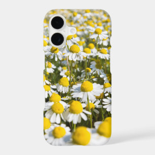Chamomile flower close-up, Hungary