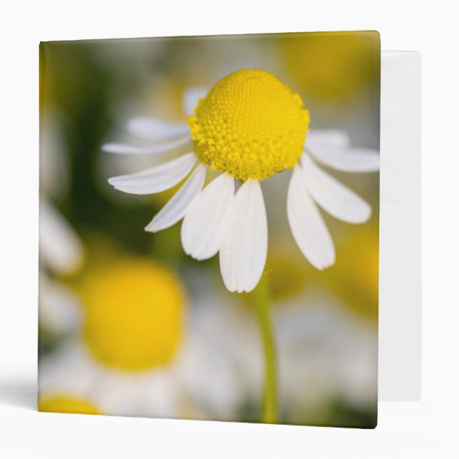 Chamomile flower close-up, Hungary Binder (Front/Inside)