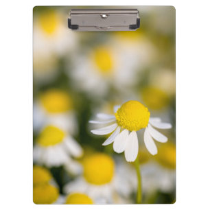 Chamomile flower close-up, Hungary Clipboard