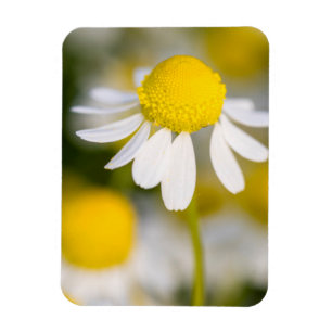 Chamomile flower close-up, Hungary Magnet