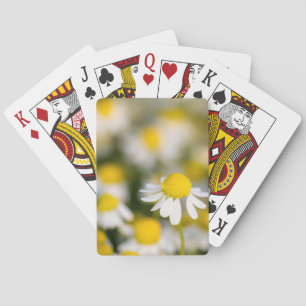 Chamomile flower close-up, Hungary Playing Cards