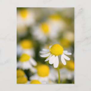Chamomile flower close-up, Hungary Postcard
