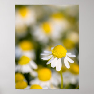 Chamomile flower close-up, Hungary Poster