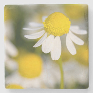 Chamomile flower close-up, Hungary Stone Coaster