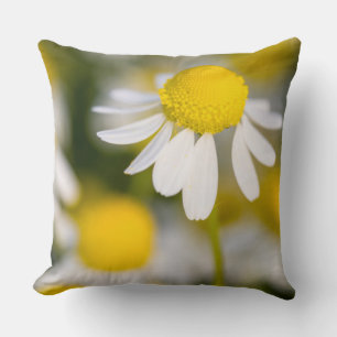 Chamomile flower close-up, Hungary Throw Pillow